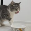 もちまる日記　炭酸水　動画